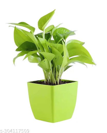 Golden Money plant with Black & Green Pot indoor plants