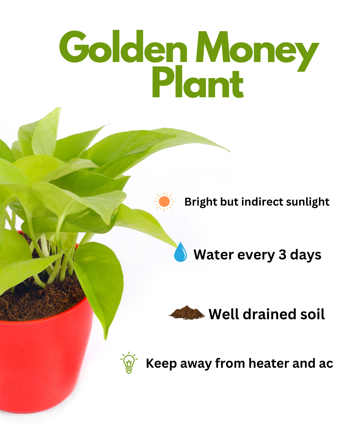 golden money plant growing direction