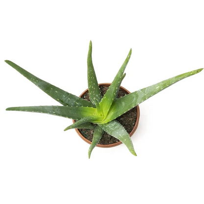 aloevera plant