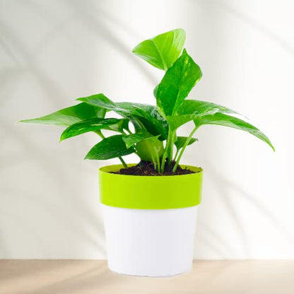 green money plant