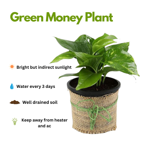 green money plant