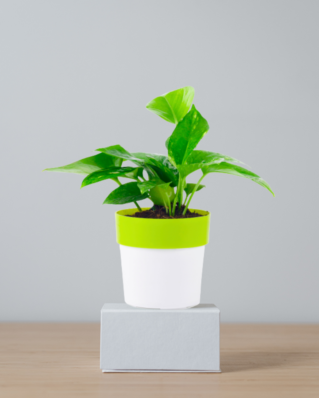 green money plant with double shade pot