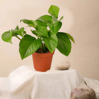 green money plant with orange color pot