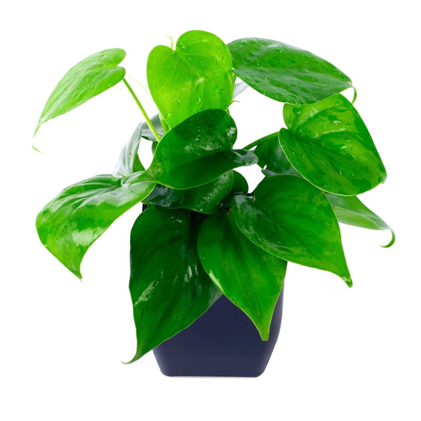 Combo of Green Money Plant In Black Pot with Jade Plant in White/Blue Pot