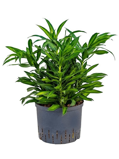 Song of the india Plant With Pot