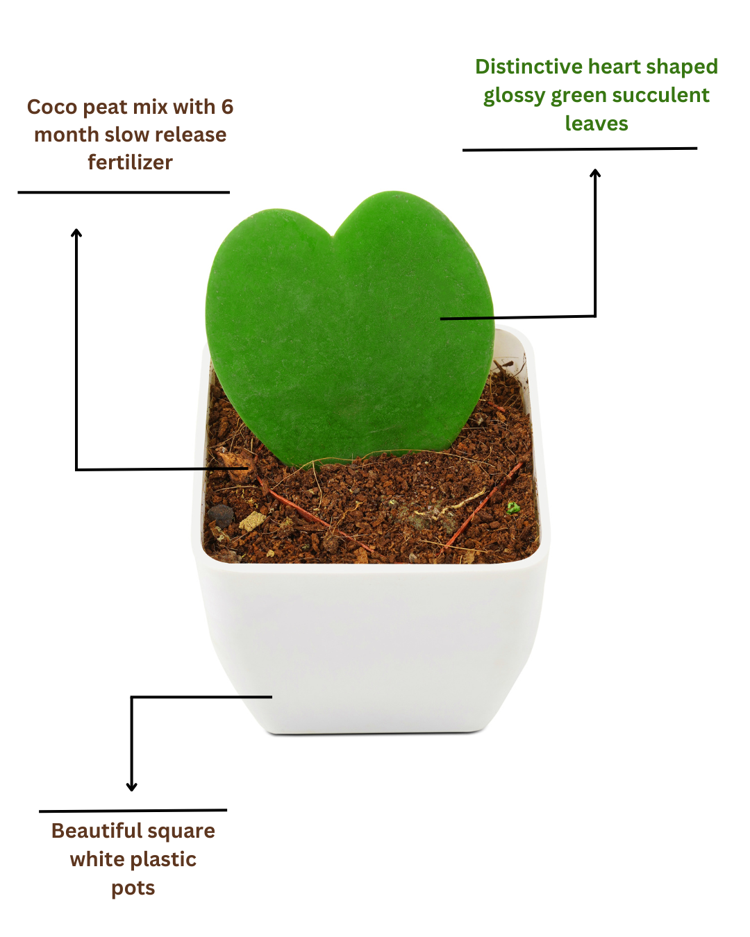 hoya heart plant with description