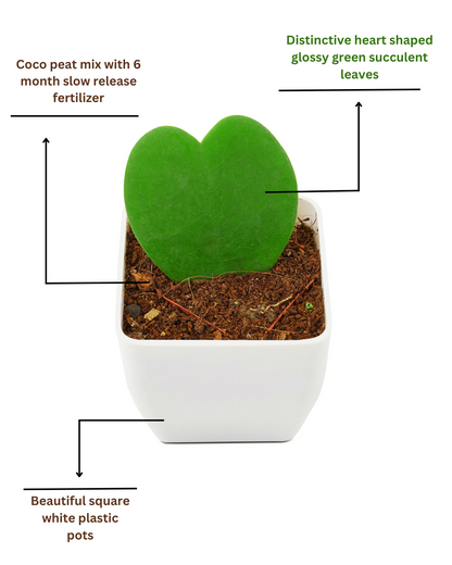 hoya heart plant with description