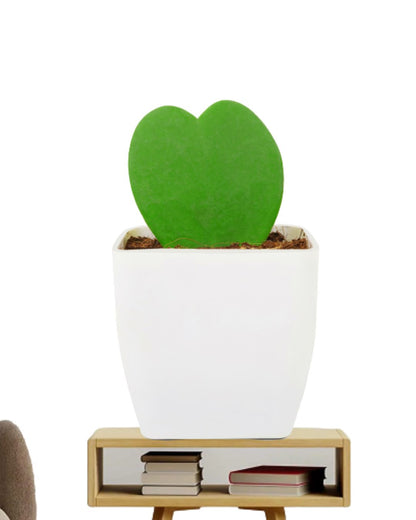 hoya heart plant with white pot