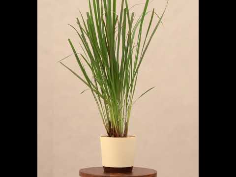 Lemon Grass