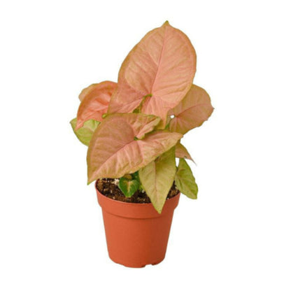 Combo Set of 3 Plants -Table Top -Syngonium Pink, Jade and Haworthia