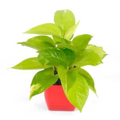 Air Purifying- Golden Money Plant