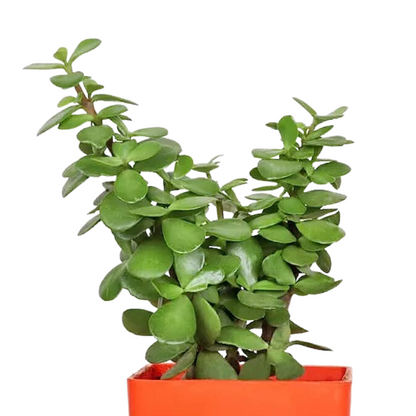 Tabletop Houseplant Combo (Jade & Money Plant)