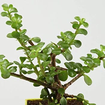 jade branches