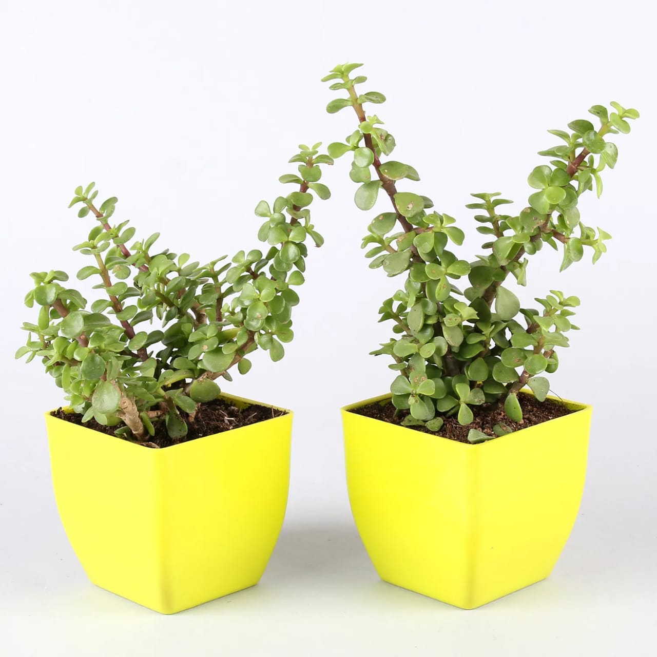 jade plant with yellow pot