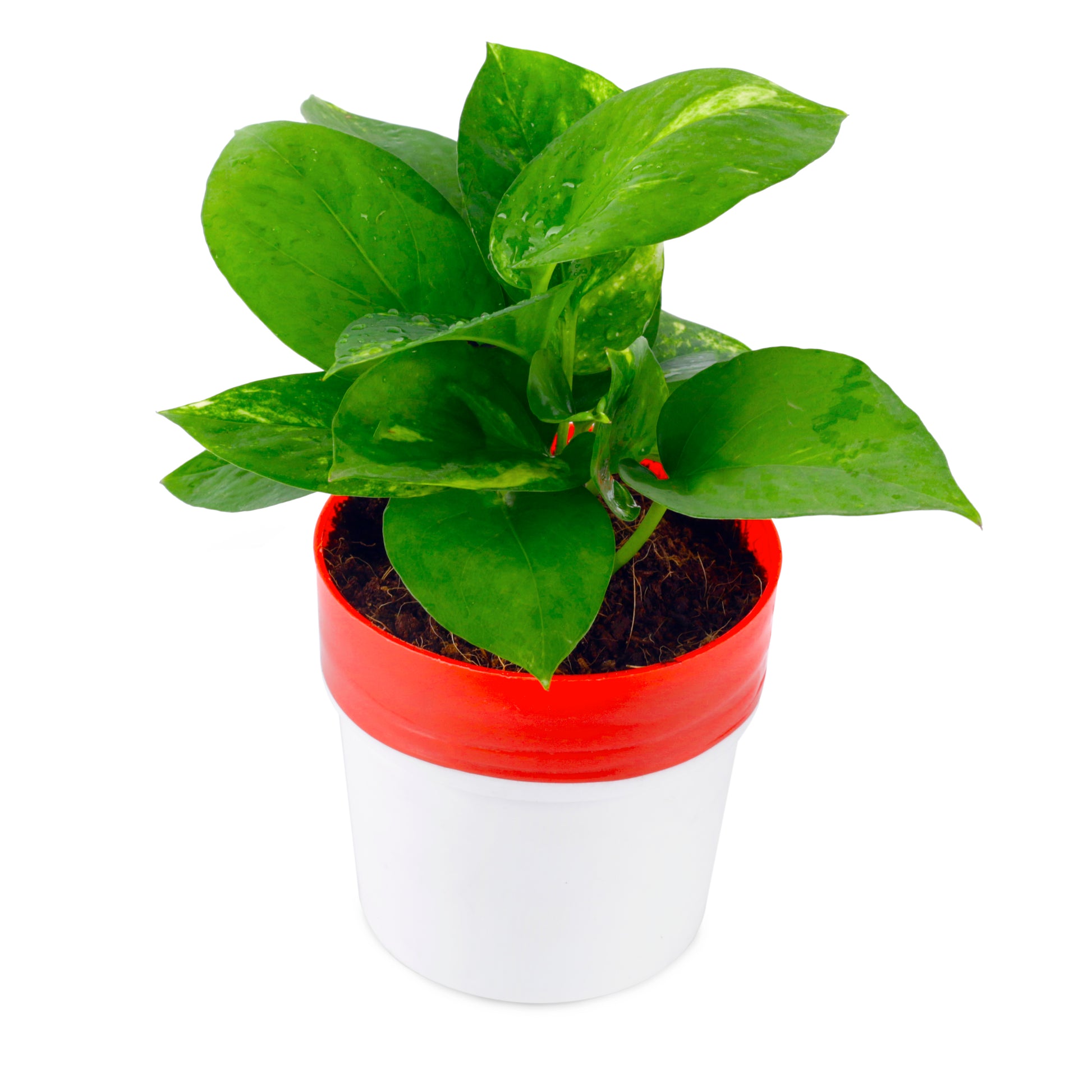 money plant leaves with water droplets