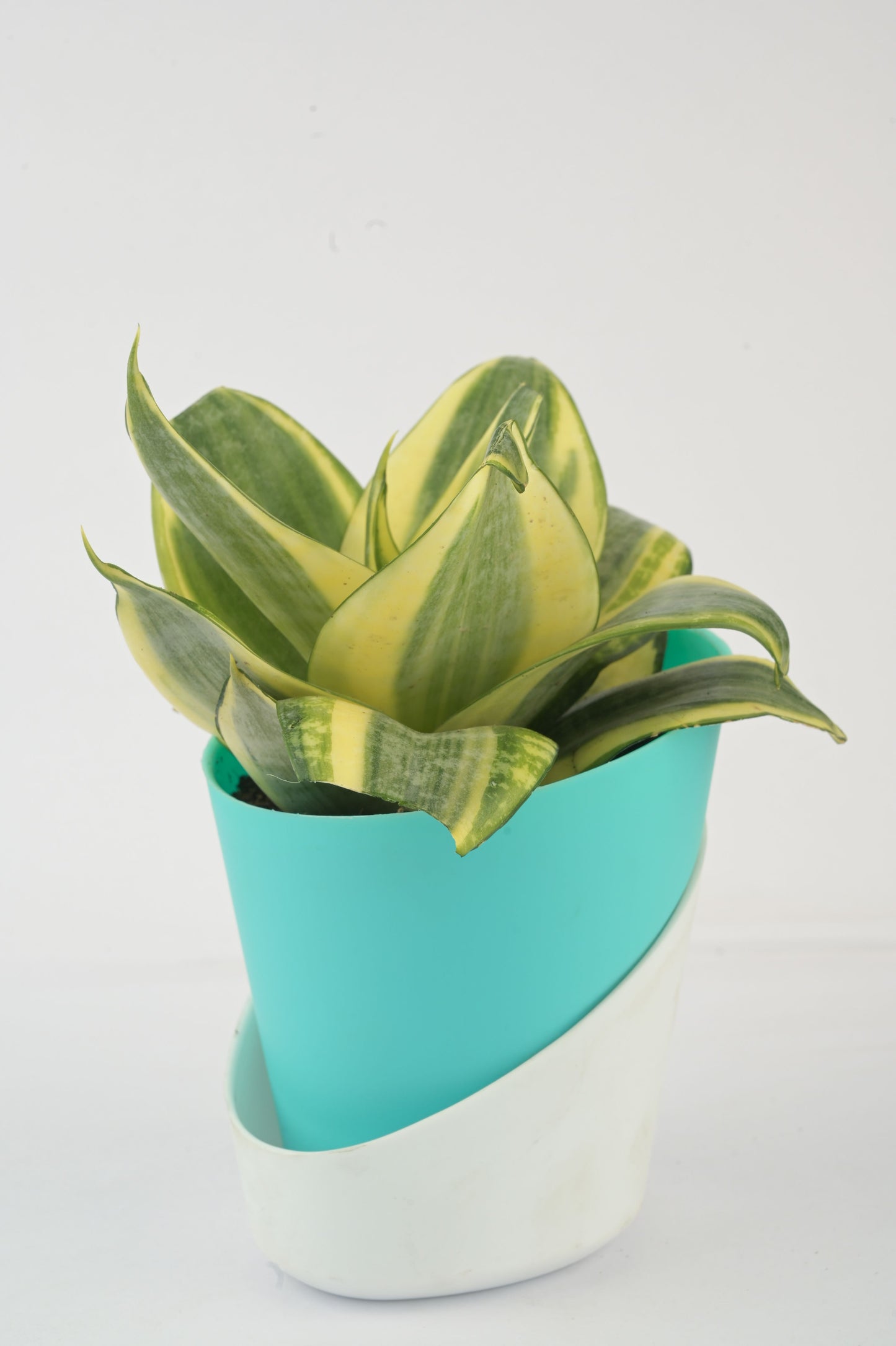 snake plant