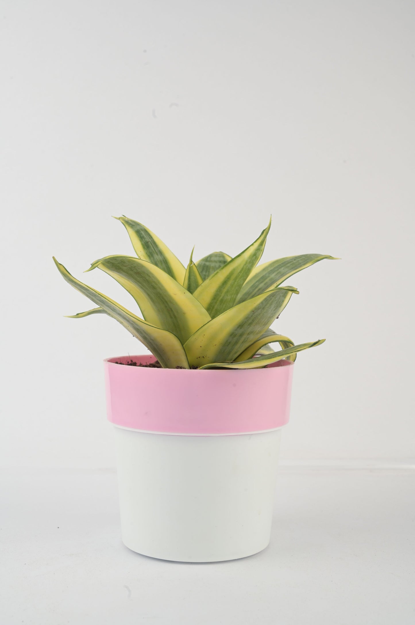 snake plant