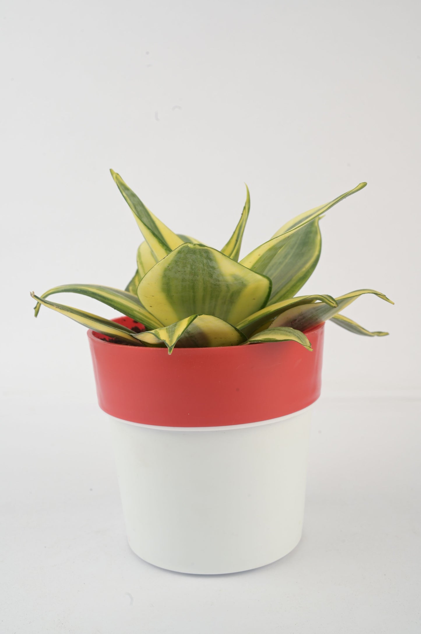 snake plant