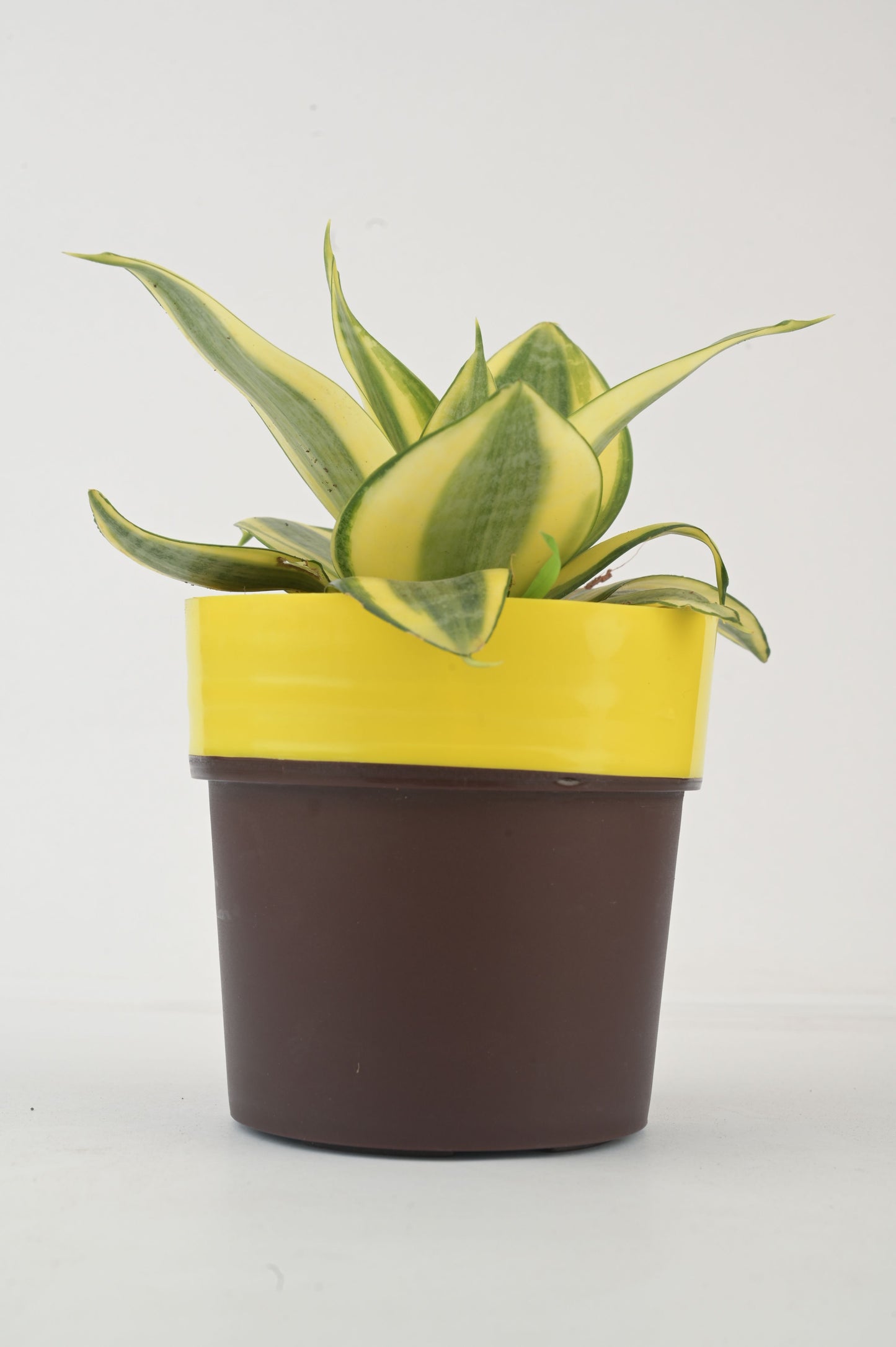 snake plant