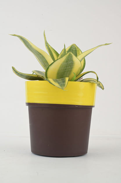 snake plant