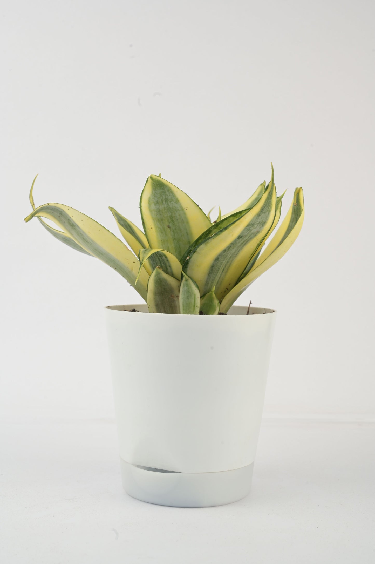 snake plant