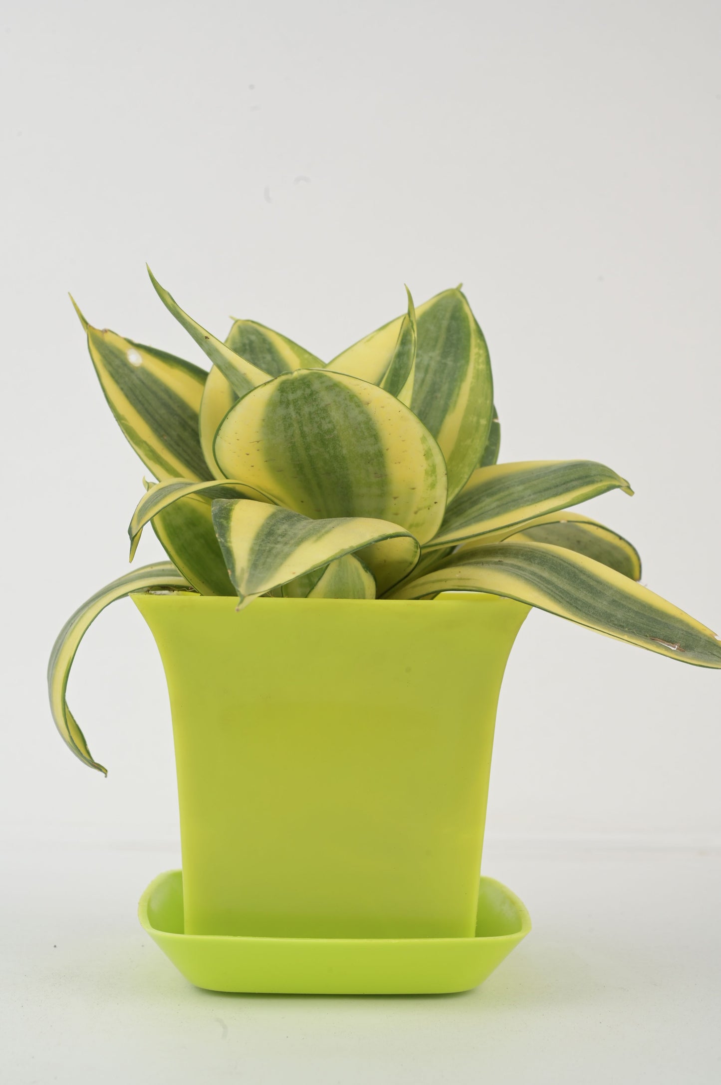 snake plant