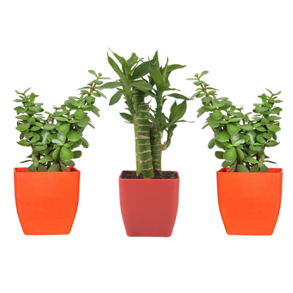 Jade and Lotus Bamboo Plant 3 Pack With Pot indoor (Air Purifier Healthy Live Plant)