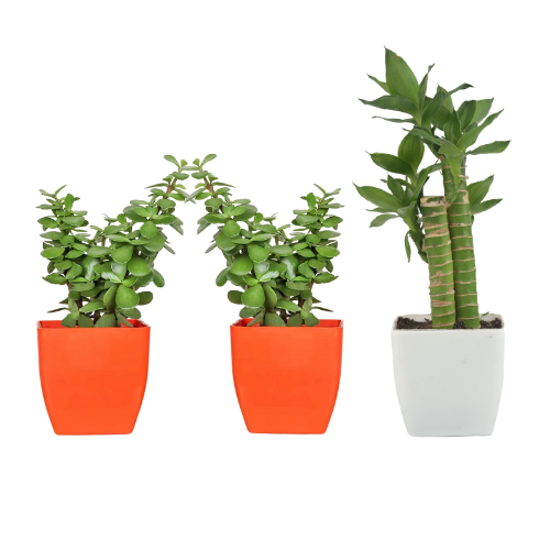 Combo of 3 Plants | Lotus Bamboo Plant with Two Jade  Plant