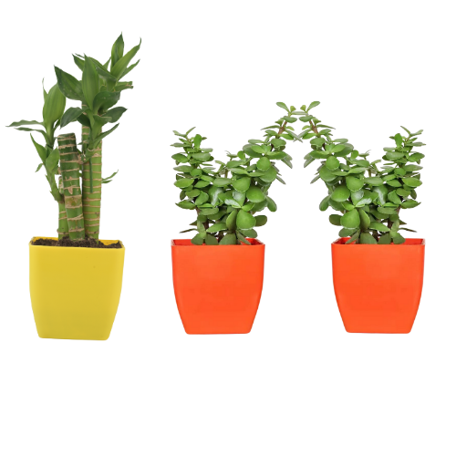 Combo of 3 Plants | Lotus bamboo plant with Two Jade  Plant