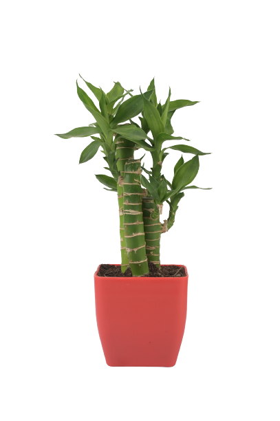 Phulwa Gardening Lotus Bamboo Plant With red Pot indoor (Air Purifier Healthy Live Plant)