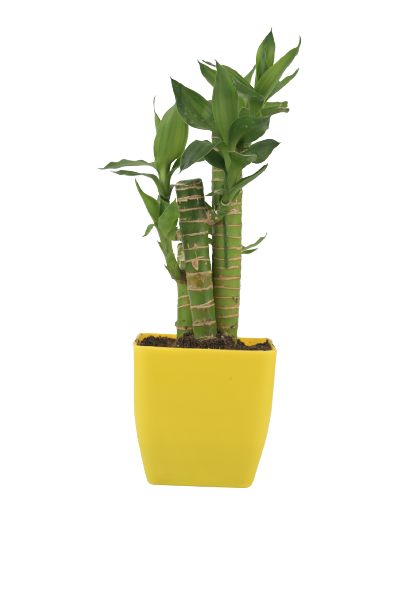 Lotus Bamboo Plant 5.5 Cm With yellow Pot indoor (Air Purifier Healthy Live Plant)