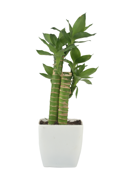 Lotus Bamboo Plant 5.5 Cm With white  Pot indoor (Air Purifier Healthy Live Plant)
