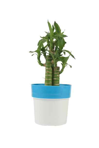 Lotus Bamboo Plant 5.5 Cm With white Pot indoor (Air Purifier Healthy Live Plant)