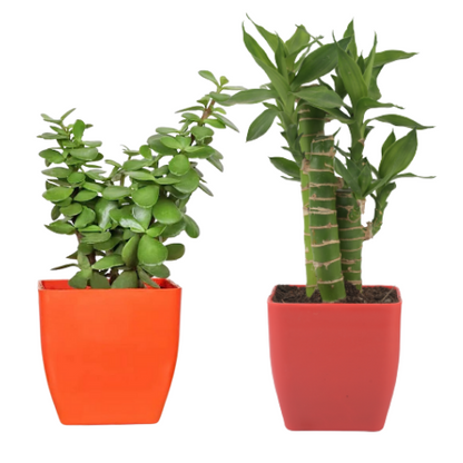 Jade and Lotus Bamboo Plant combo With white Pot indoor (Air Purifier Healthy Live Plant)