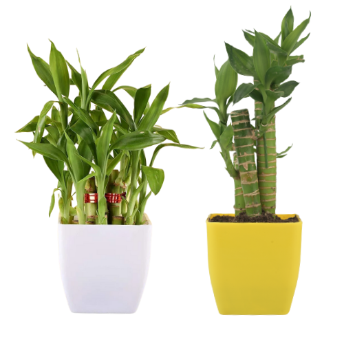 bamboo and Lotus Bamboo Plant combo With white Pot indoor (Air Purifier Healthy Live Plant)