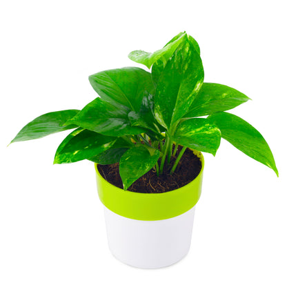 live_green_money_plant