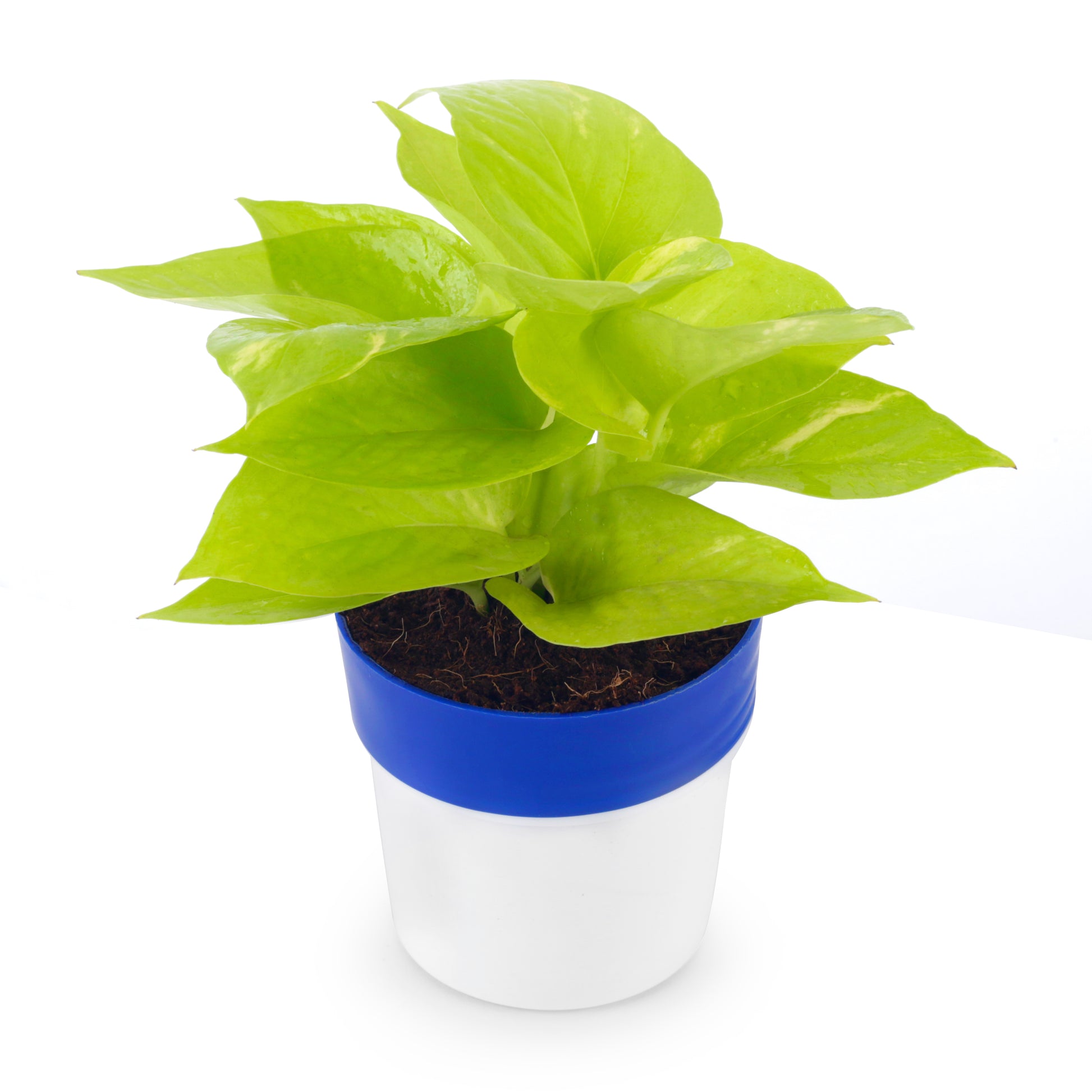 money plant with blue and white pot