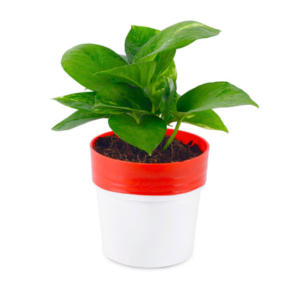 live money plant