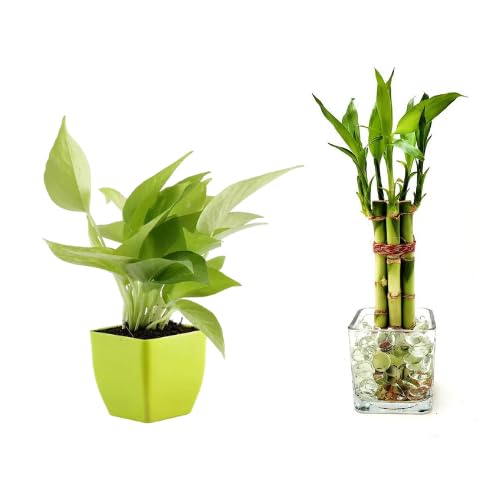 lotus bamboo and money plant