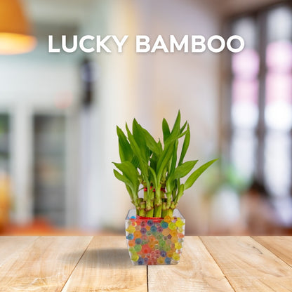 lucky bamboo plant