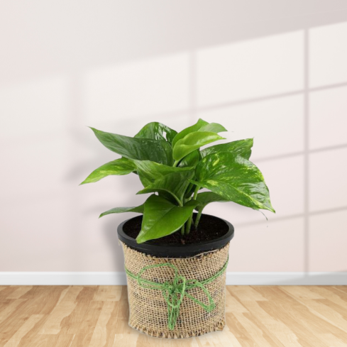 money plant