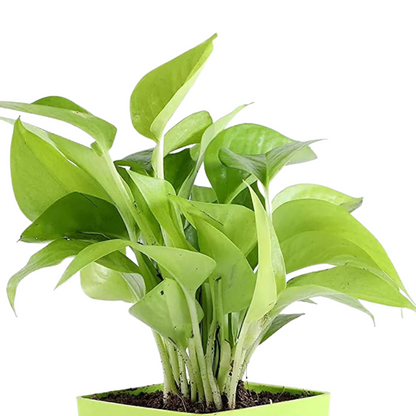 plant with beautiful leaves