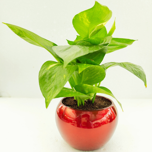 money plant with beautiful pot