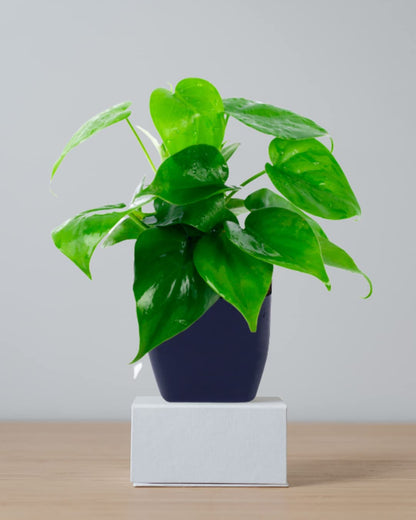 money plant with blue pot