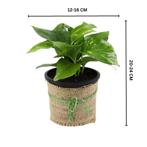 money plant with dimention