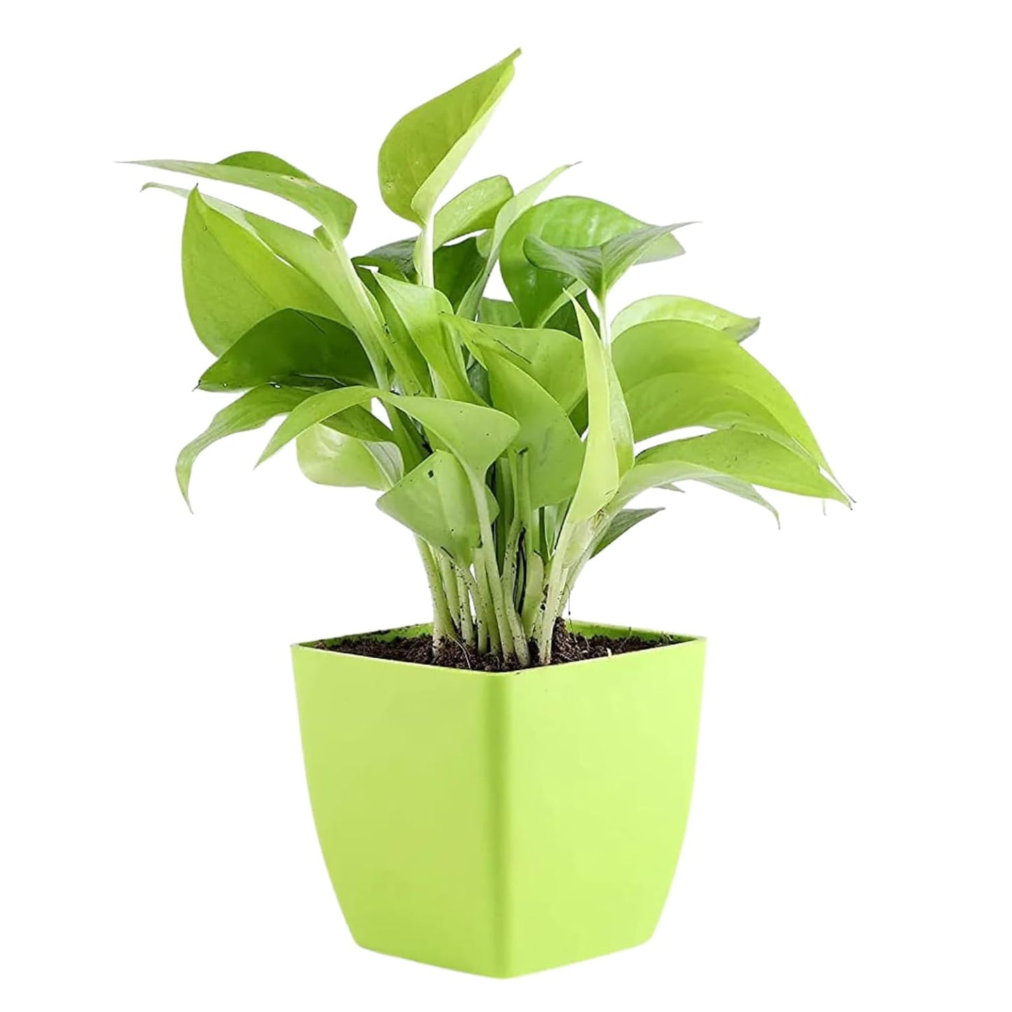 money plant with yellow pot