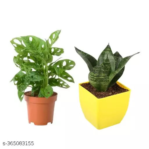 Monstera Plant and  Sansevieria Hahnii Green Plant