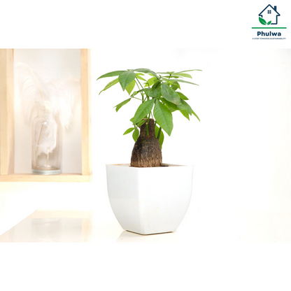 Pachira Plant  with white pot