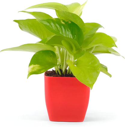 Phulwa - Golden Money Plant With Red Square Pot