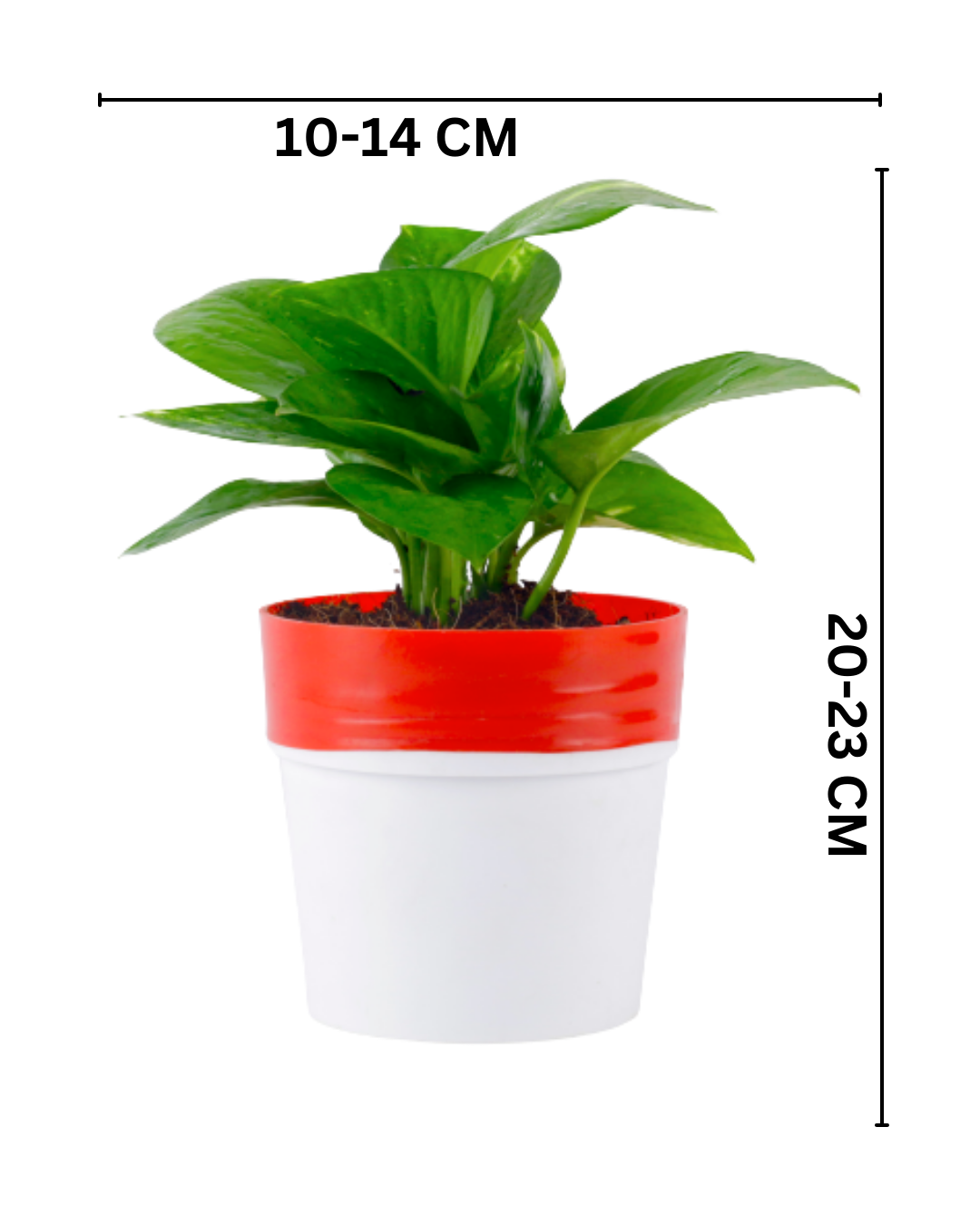 plant pot and dimention